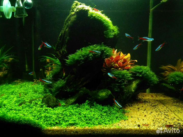Аквариумные растения