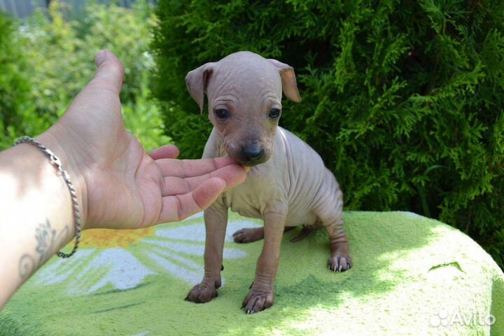 Американский голый терьер (агт)