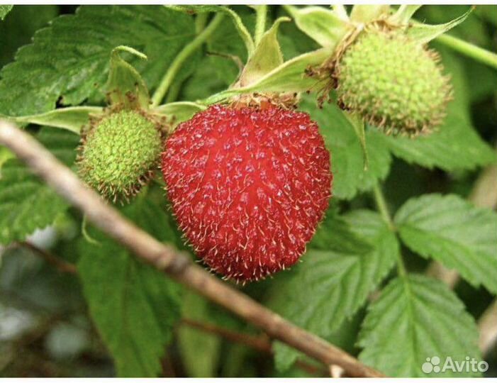 Малина, Вербейник точечный