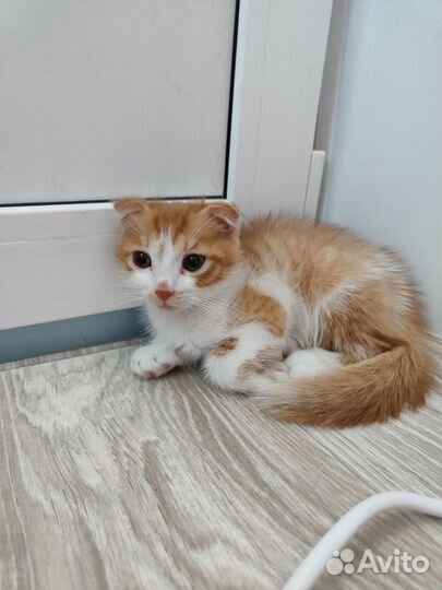 Отдам в добрые руки