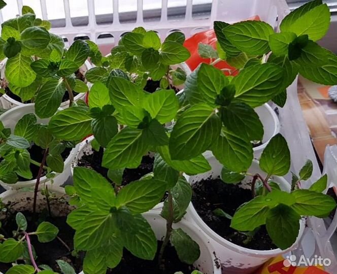 Мята шоколадная, яблочная и др