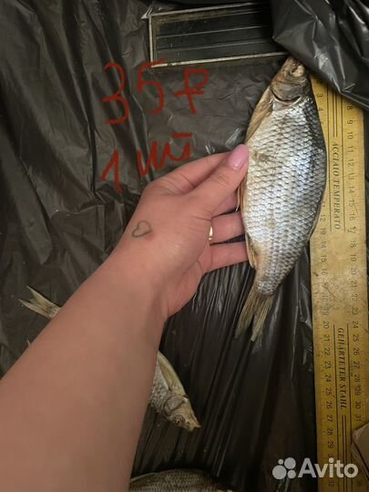 Сушеная рыба Сорога