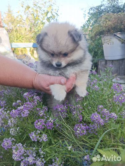 Немецкий Шпиц