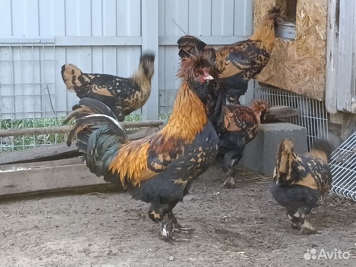 Павловская хохлатая