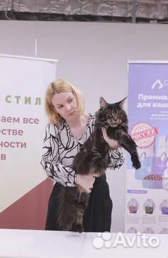 Кот мейн-кун вязка