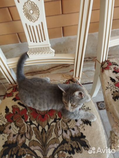 Кошка в дар бесплатно