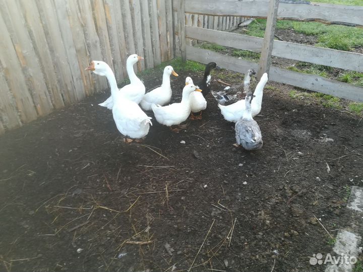 Продам уток и гусей