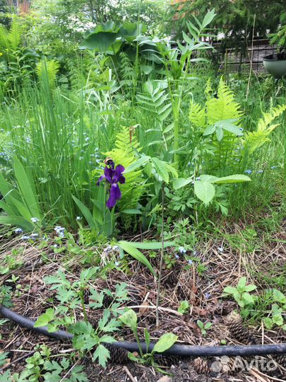 Маньчжурский орех саженцы 3-4 х летки