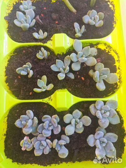 Маленькие суккуленты