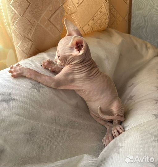 Канадский сфинкс