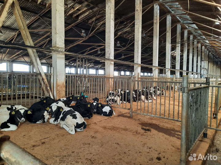 Отборные телята