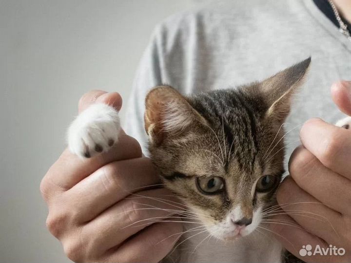 Отдам котенка (м) в хорошие руки