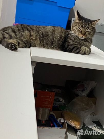 Кот