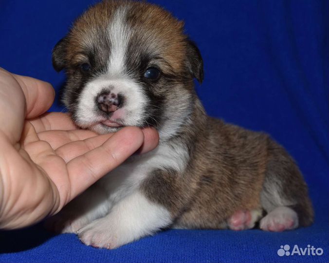 Вельш корги пемброк щенки