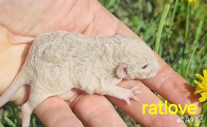 Крысята дамбо малыши на июль