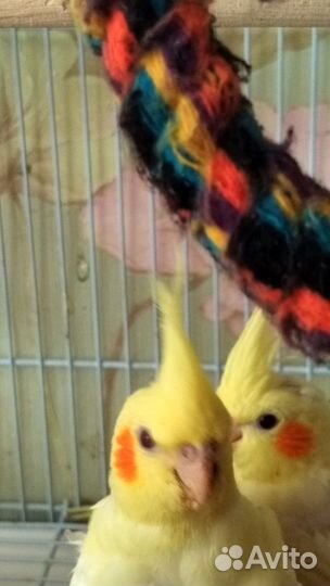 Попугай корелла птенцы