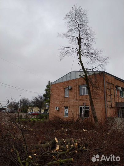 Спил деревьев