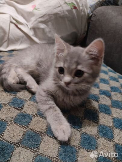 Британская кошка