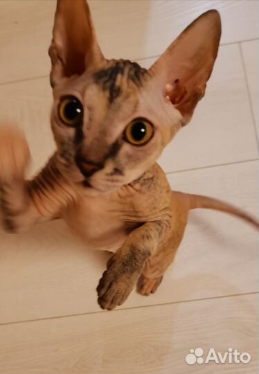 Донской сфинкс котенок