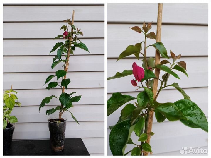 Бугенвиллия цветущая розовая