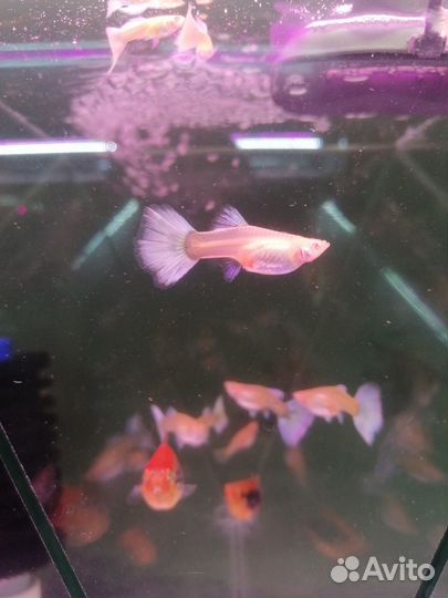 Аквариумные рыбки, грунт, растения