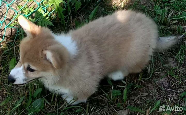 Щенки корги