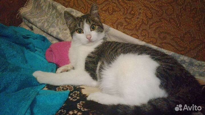 Кот, кличка Персик, очень добрый, ласковый