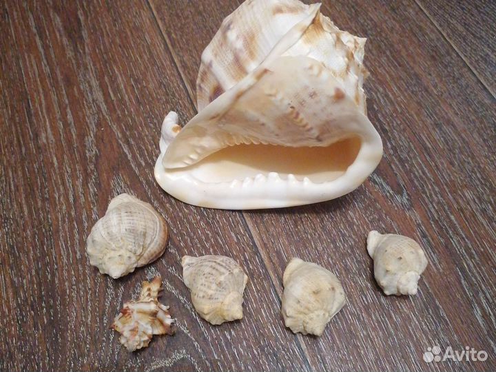 Морские ракушки раковины