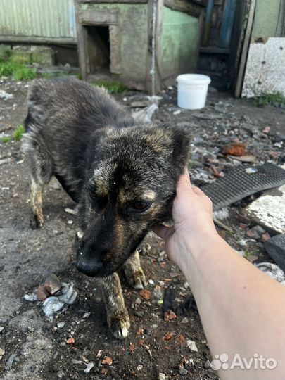 Две собачки