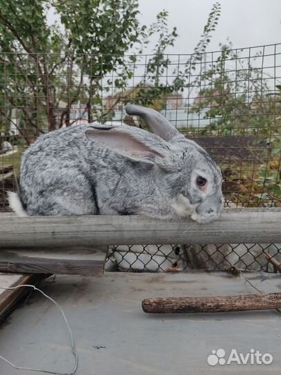 Кролики мясных пород шиншилла и белый панон