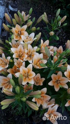 Лилии сортовые и другое