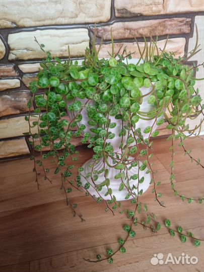 Пеперомия прострата