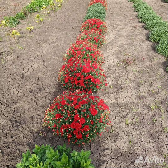 Хризантема мультифлора