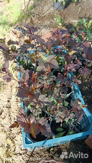 Пузыреплодники разные