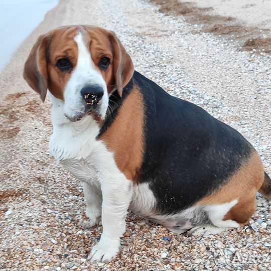 Вязка Бигль