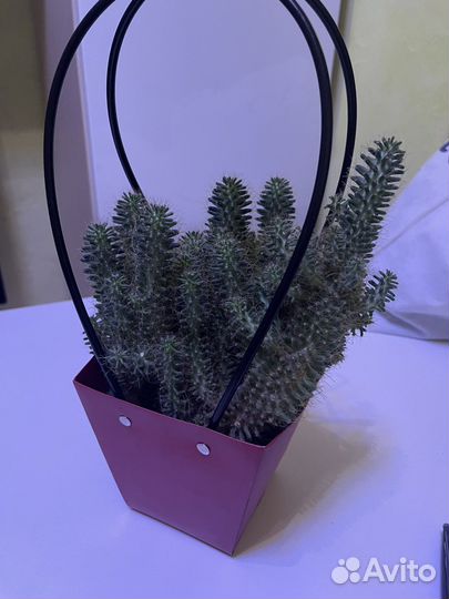 Комнатный цветок