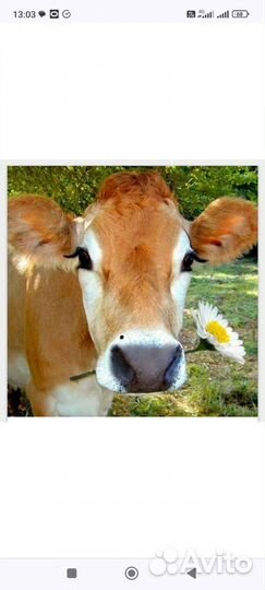 Искусственное осеменение коров