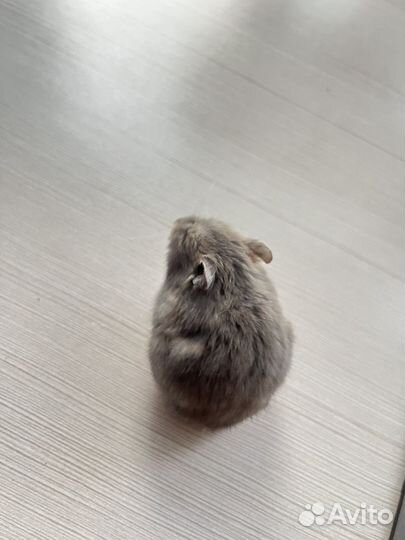 Джунгарский хомяк сапфировый