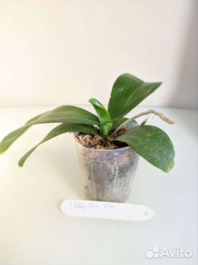 Орхидея фаленопсис Eddy Red Wine