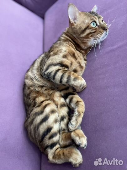 Бенгальский кот вязка