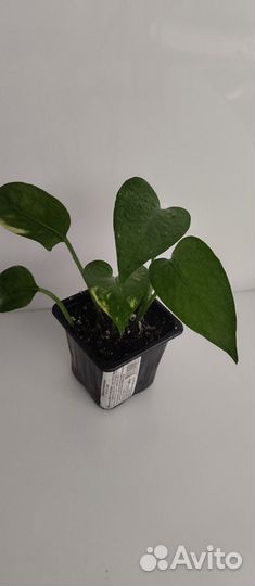 Сциндапсус золотистый