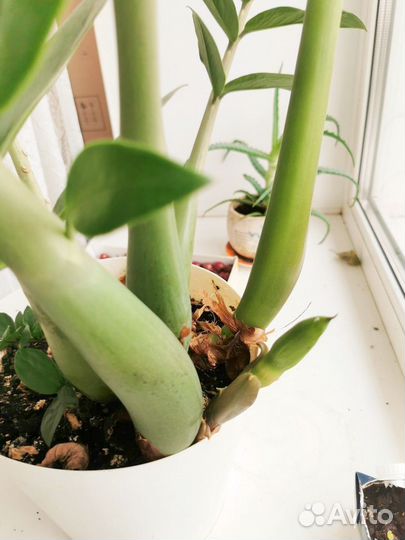 Замиокулькас