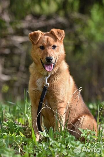 Собака в добрые руки