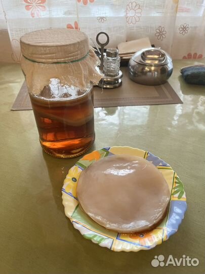 Чайный гриб комбуча