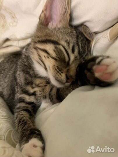 Кошка в дар бесплатно