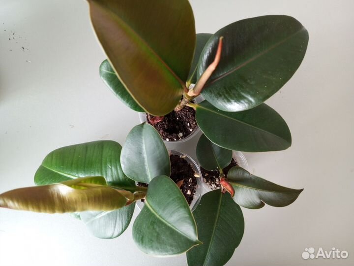 Фикус бенджамина