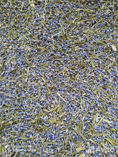 Лаванда цветы