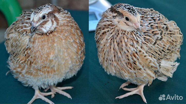 Перепела,перепёлки,инкубационные яйца,яйца