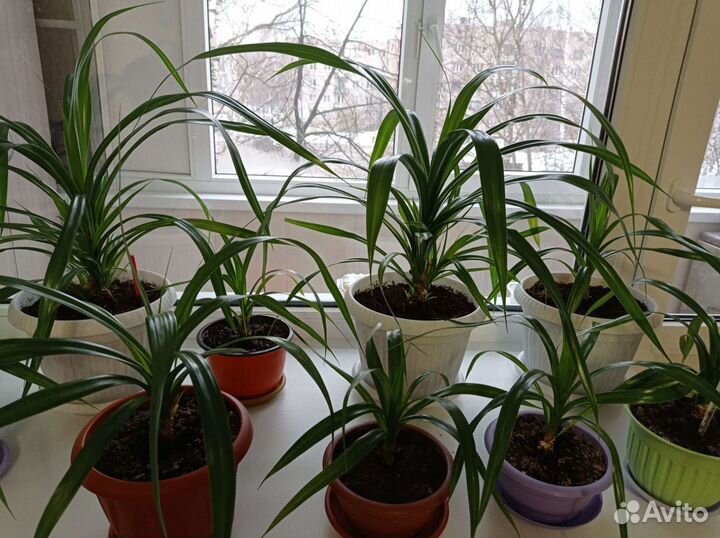 Панданус комнатный цветок