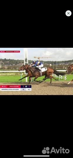 Лошади чистокровная